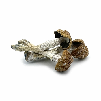 African Transkei Mushroom