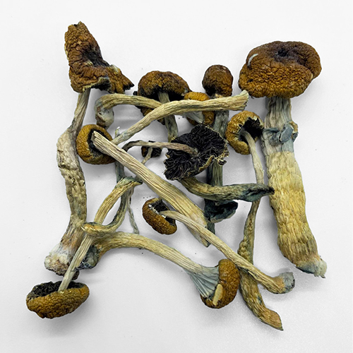 Malabar Magic Mushrooms