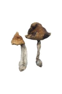 Hawaii Magic Mushrooms