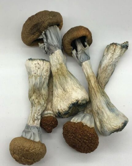 Golden Teacher Magic Mushrooms